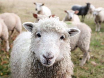 How to clean and maintain merino wool clothing