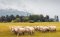 Merino vlna - udržateľná, odbúrateľná a ekologická voľba pre outdoorové oblečenie