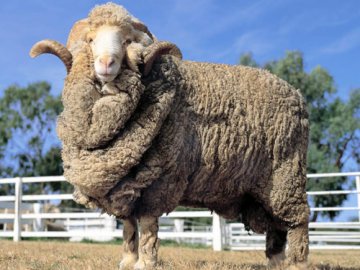 Wonderful qualities of merino wool