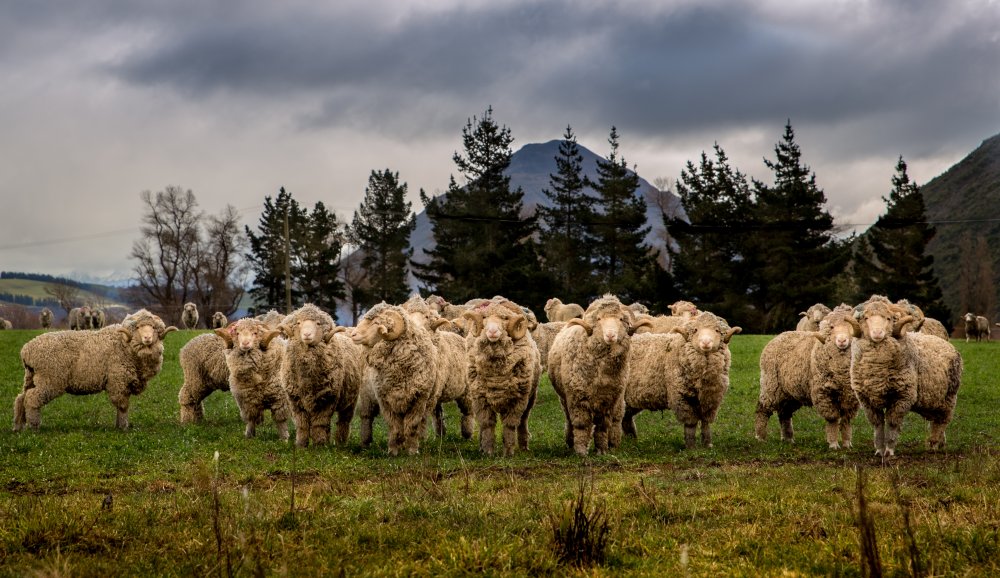 Research shows merino fabrics biodegrade rapidly