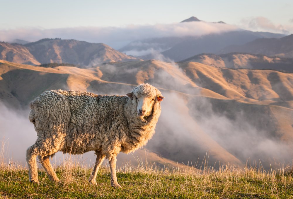 Where does Merino Wool come from?